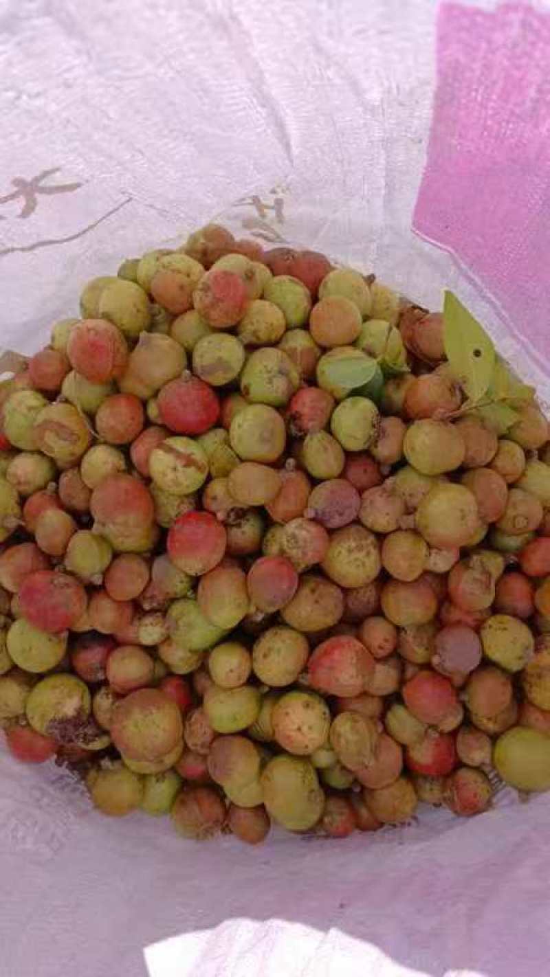 油茶子