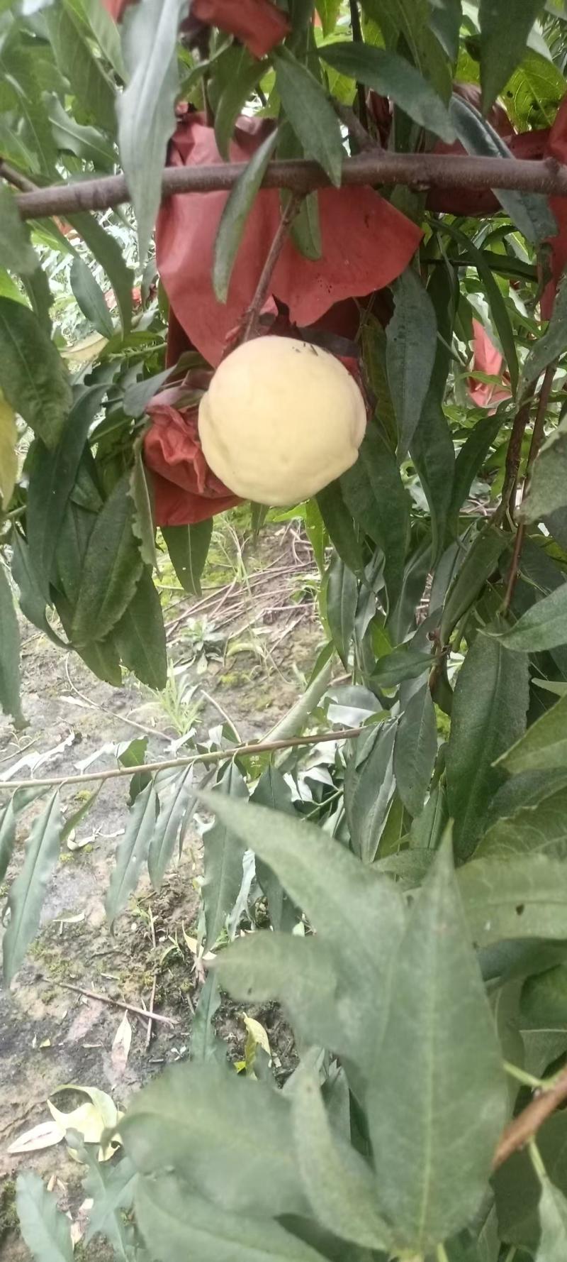 冬挑