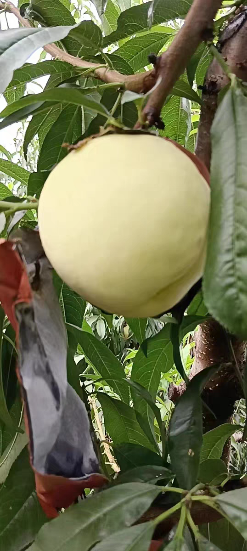 冬挑