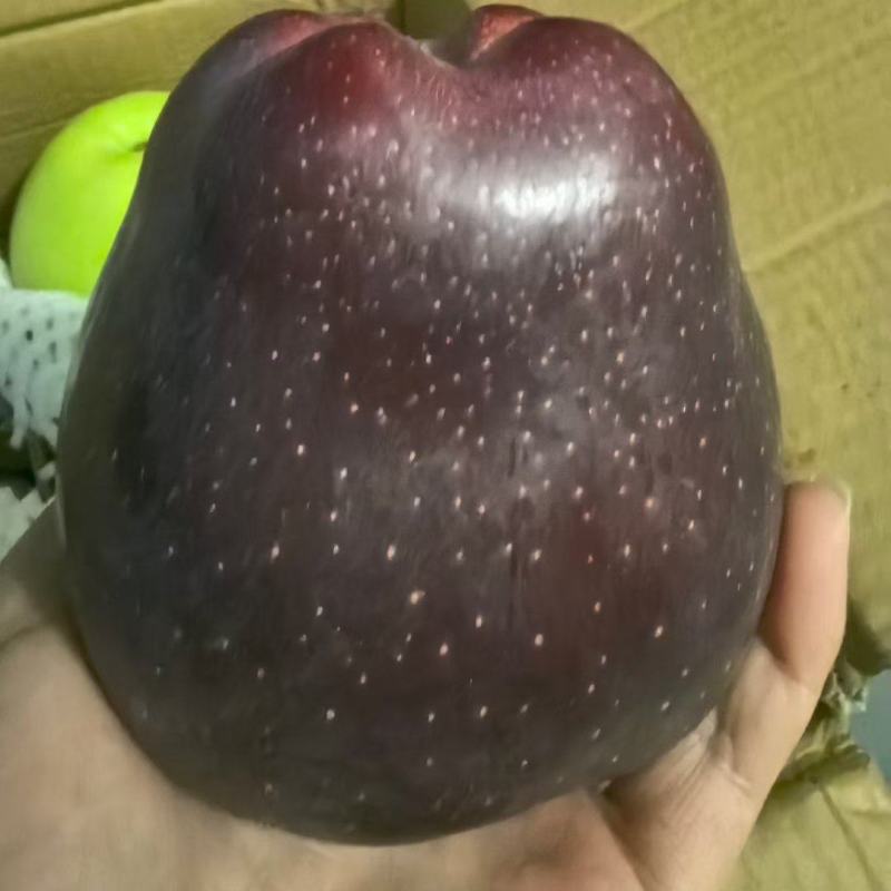 甘肃天水高海拔自家产地，苹果