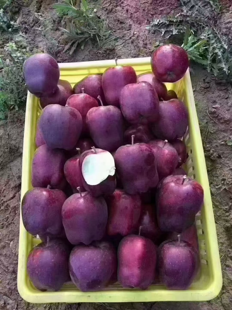 甘肃天水高海拔自家产地，苹果