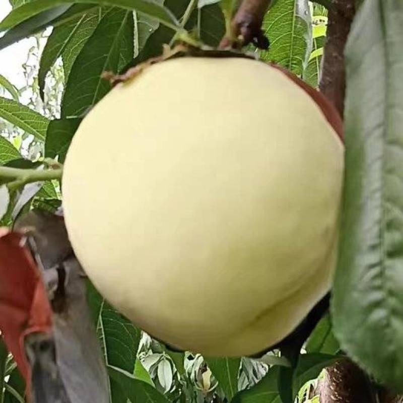 冬挑
