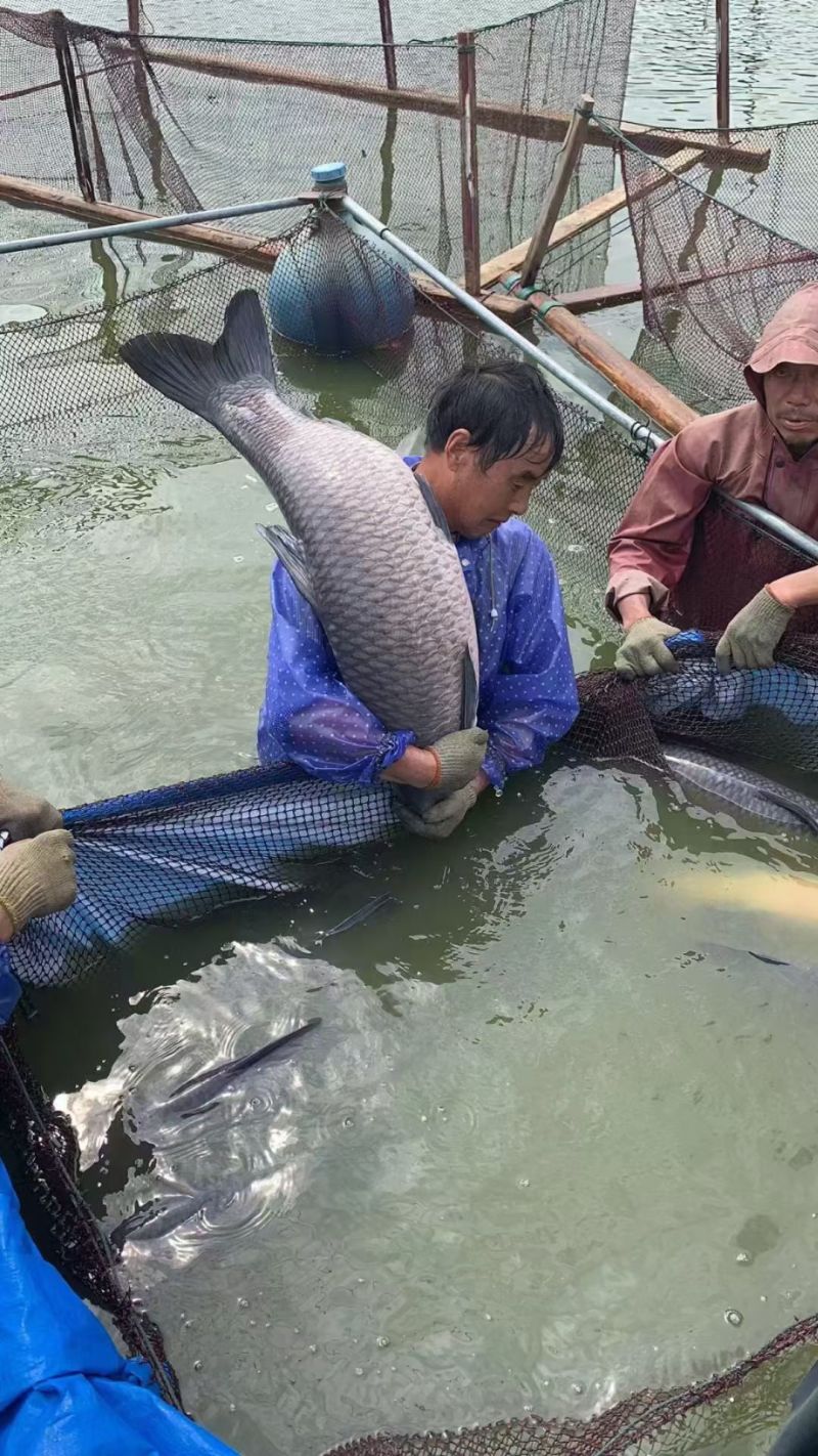 精品青鱼苗量大从优质量保证诚信经营欢迎咨询