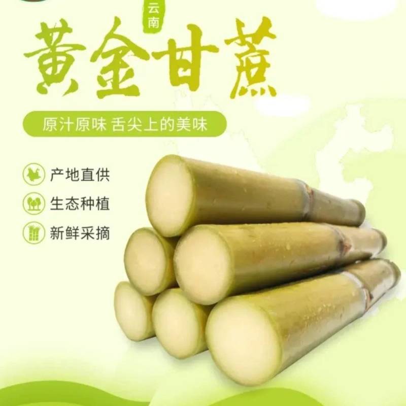 甘蔗/黄皮甘蔗脆甜多汁糖度高产地直供代发全国