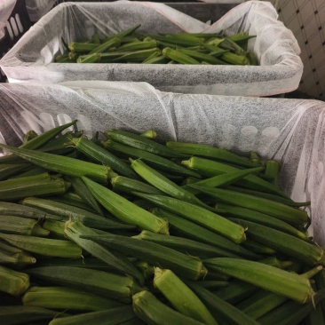 精品秋葵基地种植