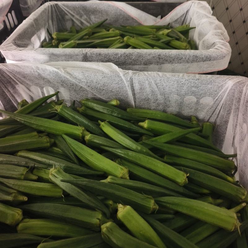 精品秋葵基地种植