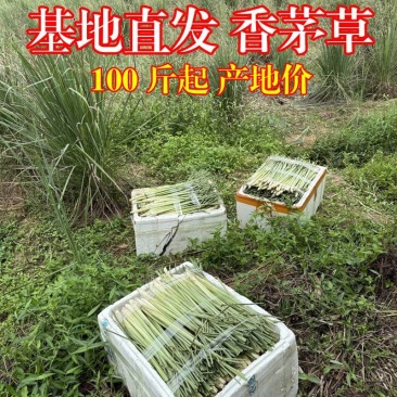 新鲜香茅草柠檬香茅，香茅草批发