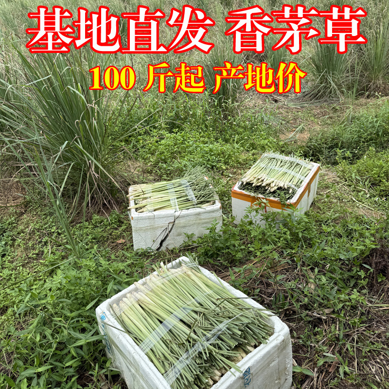 新鲜香茅草柠檬香茅，香茅草批发