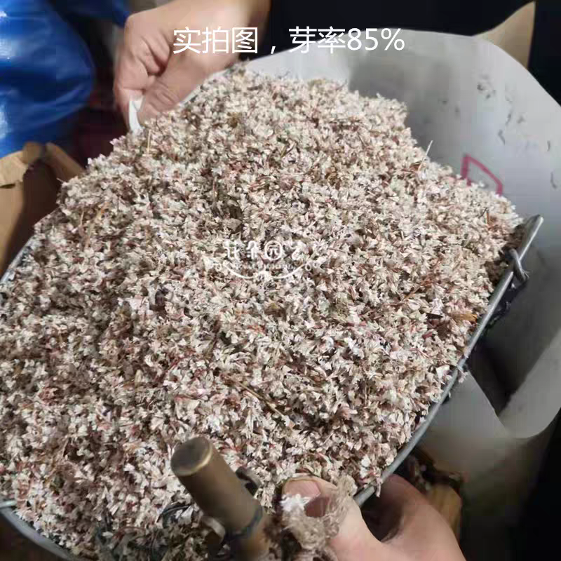 卖二色补血草种子