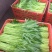 新品发货空心菜对接市场商超欢迎来电