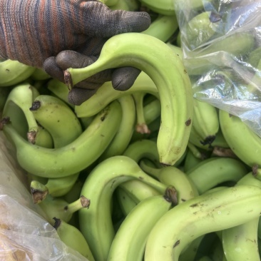 大量工厂单果香蕉，货源充足，欢迎随时咨询