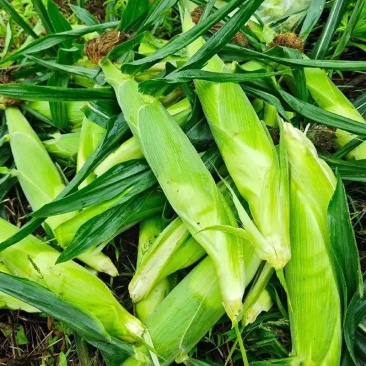 鲜玉米，10月上市