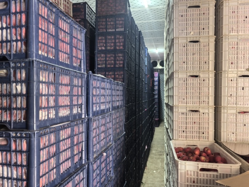 辽宁丹东精品《鸡心果》代办货量充足产地直发