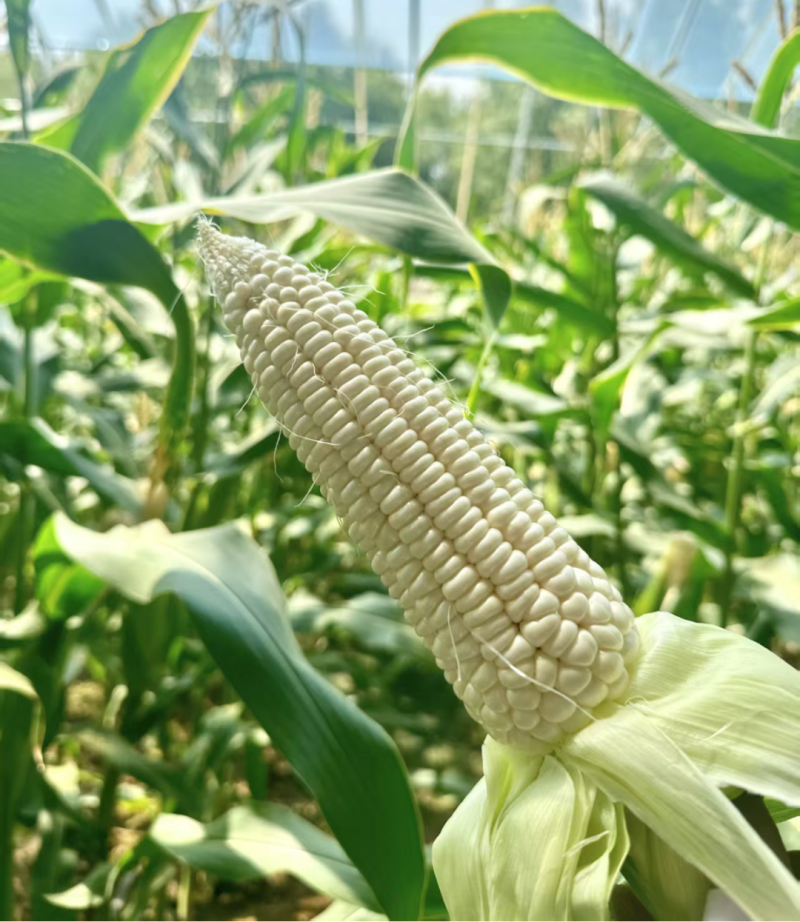 鲜玉米，10月上市