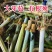高产大叶皇竹草多年生耐寒耐冻种一次收割10年养殖牛马