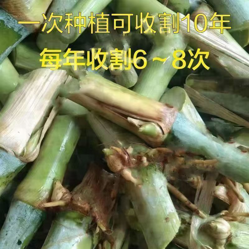 高产大叶皇竹草多年生耐寒耐冻种一次收割10年养殖牛马