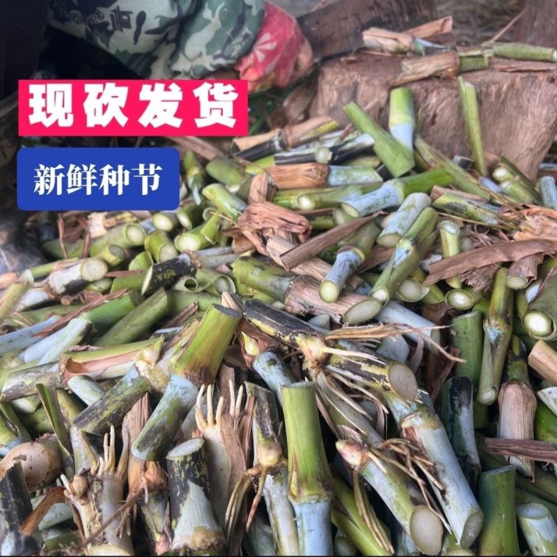 高产大叶皇竹草多年生耐寒耐冻种一次收割10年养殖牛马