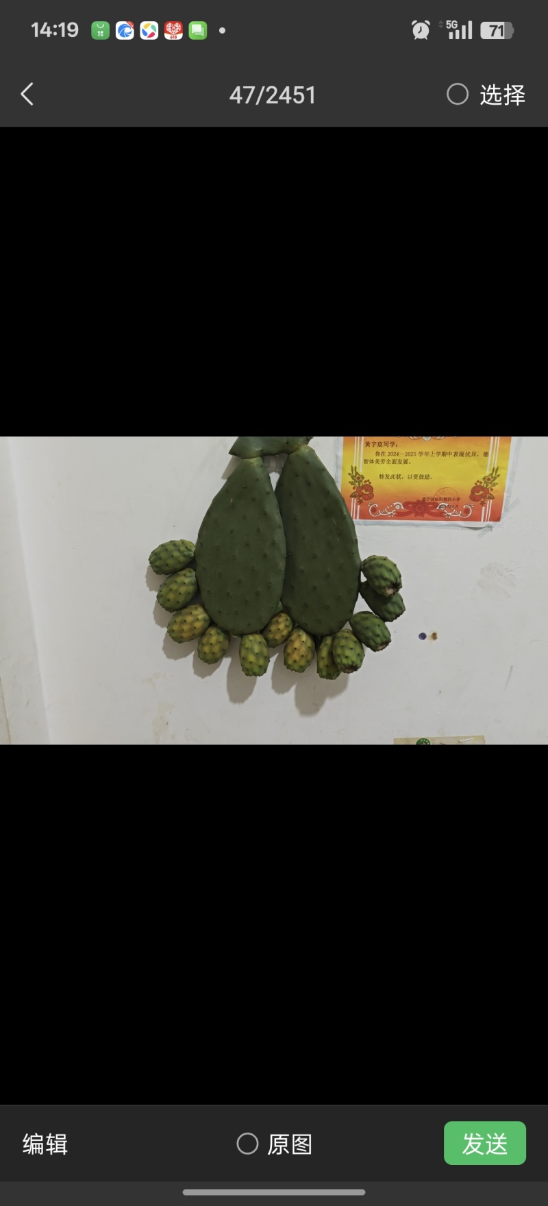 新品种仙人掌，现货300亩，
