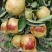 《诚信老店》推荐沾化冬枣支持电商平台一件代发可发货