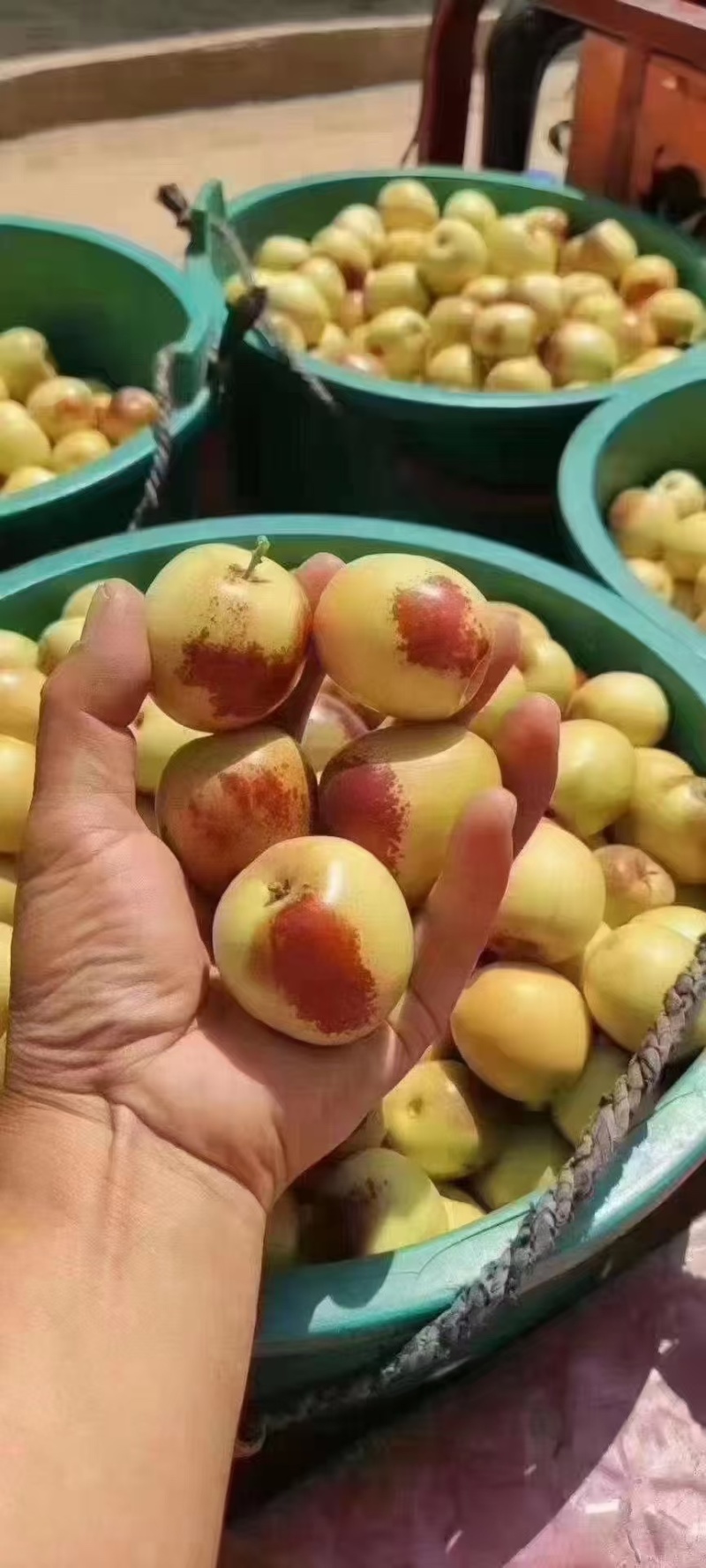《诚信老店》推荐沾化冬枣支持电商平台一件代发可发货