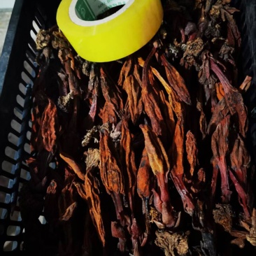 云南回春草回春草干货扎绑