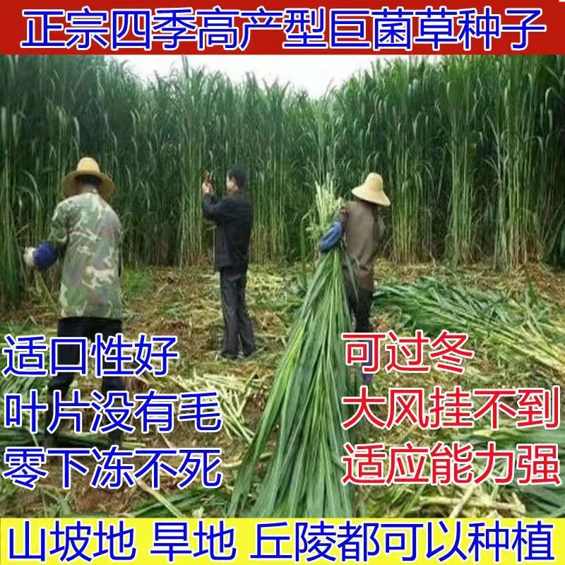 高产型巨菌草种节多年生四季耐寒无毛牧草养牛羊猪专用可过冬