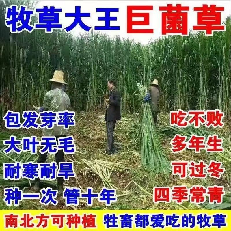 高产型巨菌草种节多年生四季耐寒无毛牧草养牛羊猪专用可过冬
