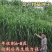 高产型巨菌草种节多年生四季耐寒无毛牧草养牛羊猪专用可过冬