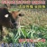 高产型巨菌草种节多年生四季耐寒无毛牧草养牛羊猪专用可过冬