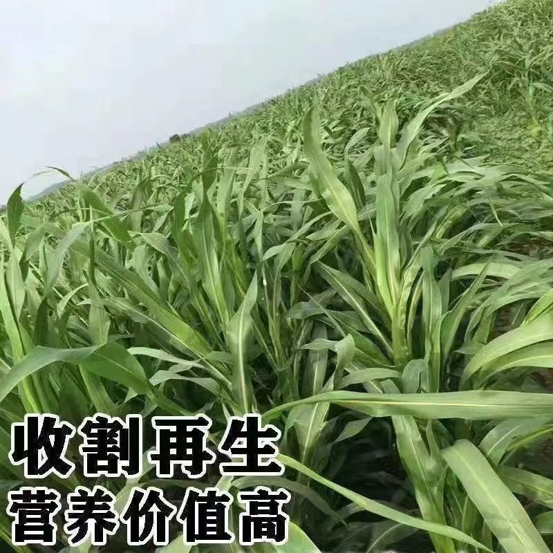 高产型巨菌草种节多年生四季耐寒无毛牧草养牛羊猪专用可过冬