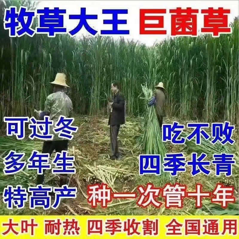 高产型巨菌草种节多年生四季耐寒无毛牧草养牛羊猪专用可过冬