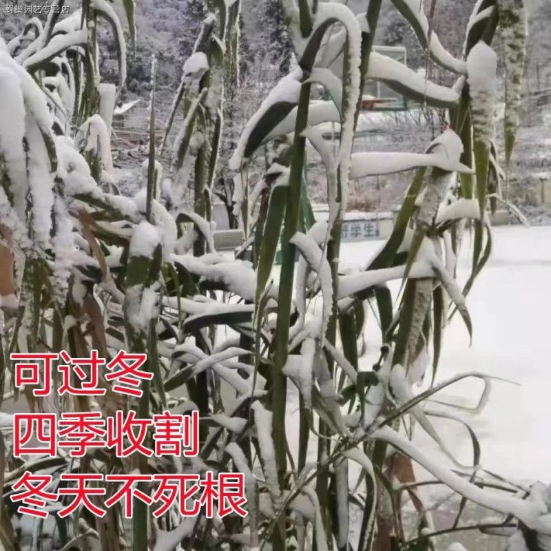 高产型巨菌草种节多年生四季耐寒无毛牧草养牛羊猪专用可过冬