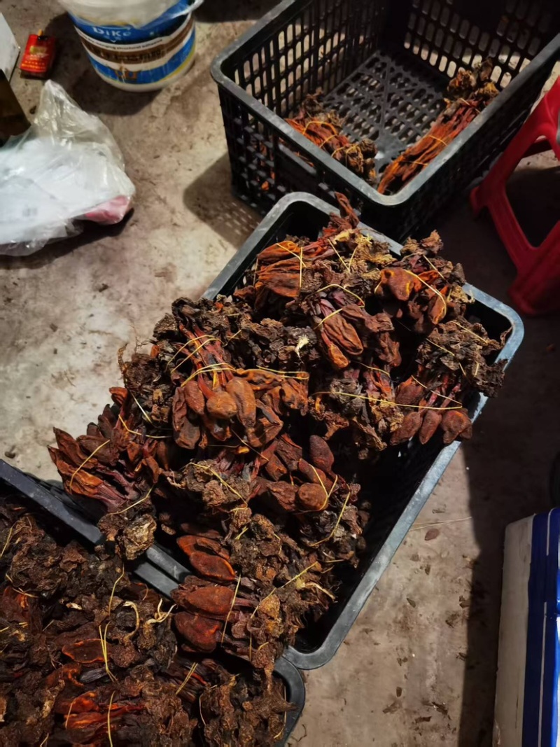 云南回春草回春草干货扎绑