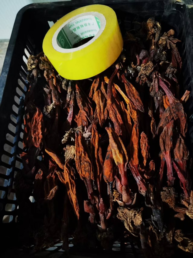 云南回春草回春草干货扎绑