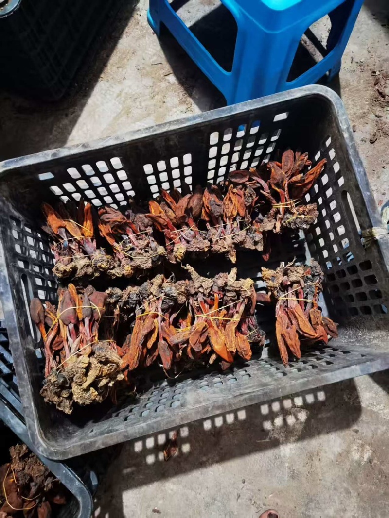 云南回春草回春草干货扎绑