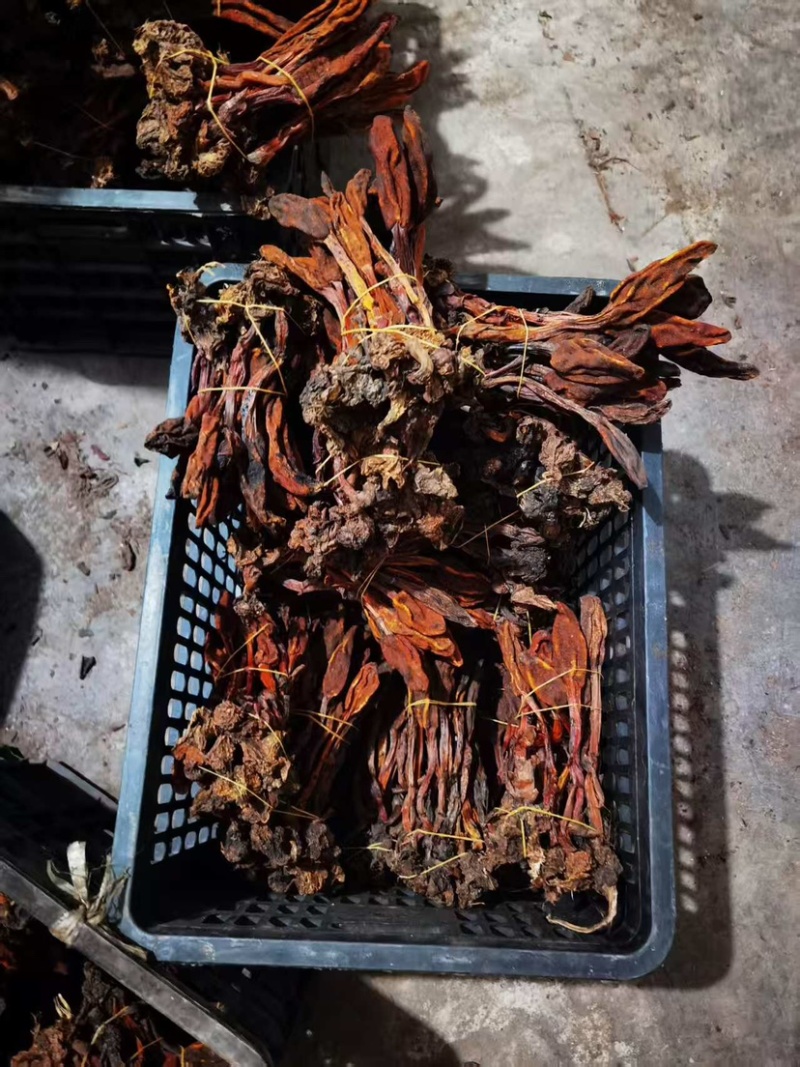 云南回春草回春草干货扎绑