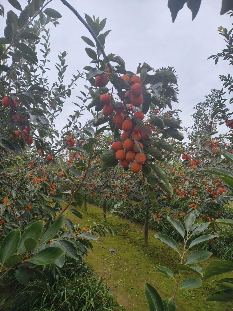 河南灵宝精品吊红柿子对接全国市场加工厂量大价优