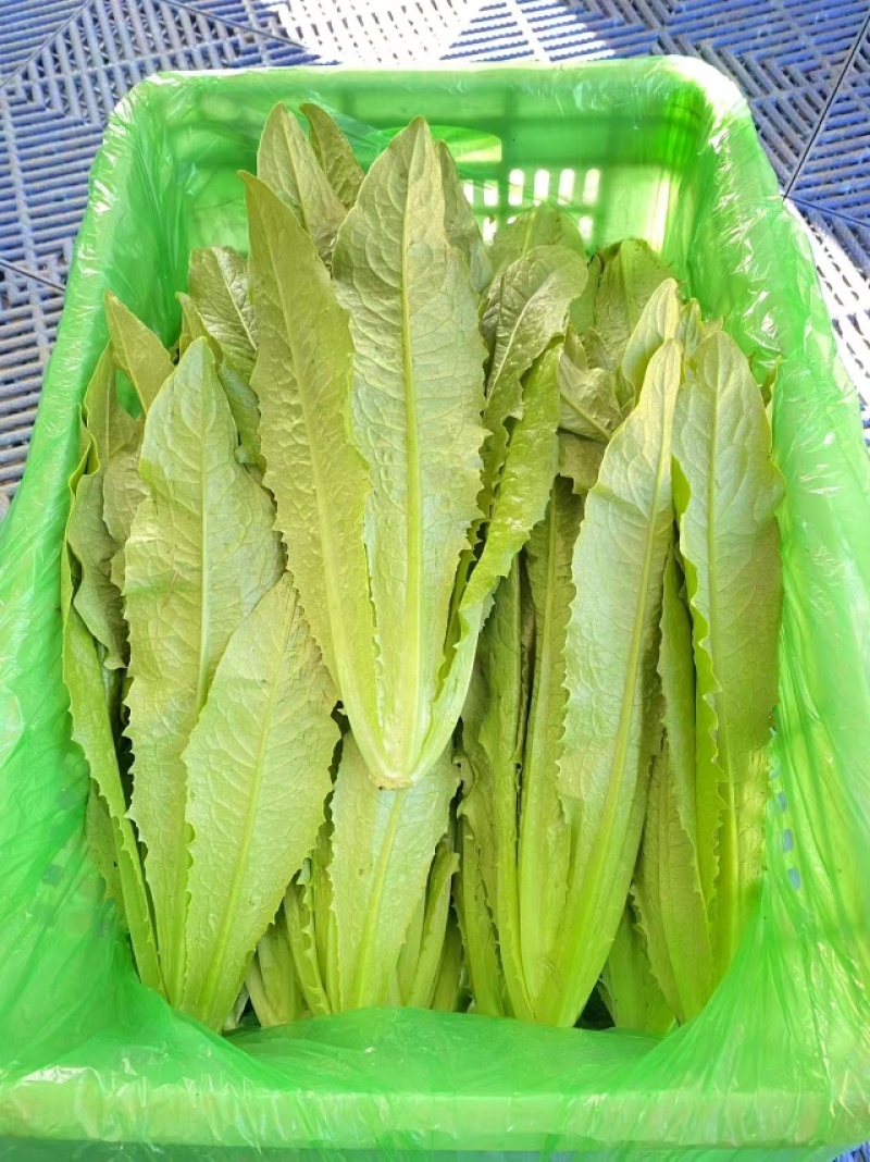 精品油麦菜发货超市档口产地直发质量保证