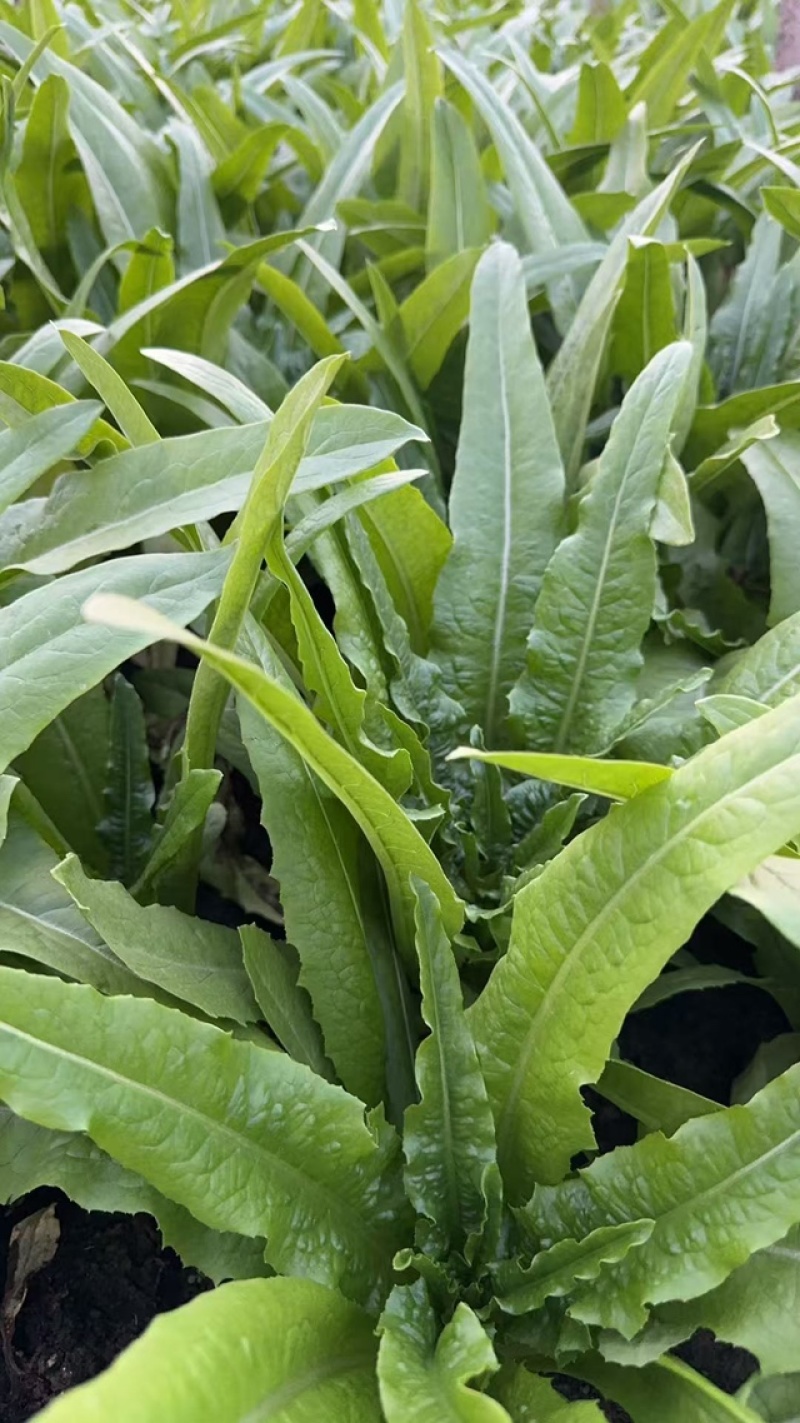 精品油麦菜发货超市档口产地直发质量保证