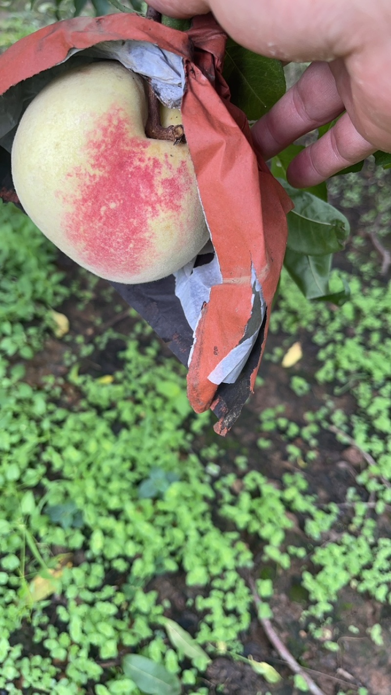 冬桃上市需要的联系