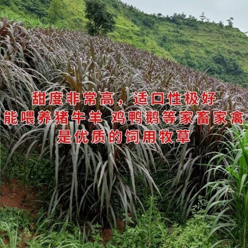 高产红象草种节巴西紫色草四季生猪牛羊鸡鸭鹅鱼兔青草草料