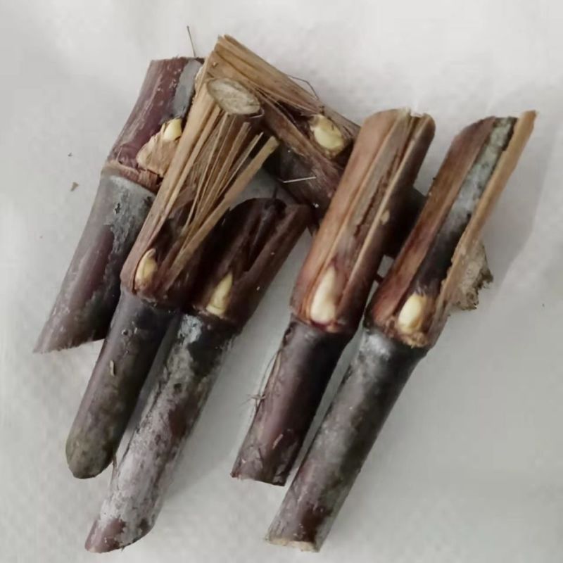 高产红象草种节巴西紫色草四季生猪牛羊鸡鸭鹅鱼兔青草草料