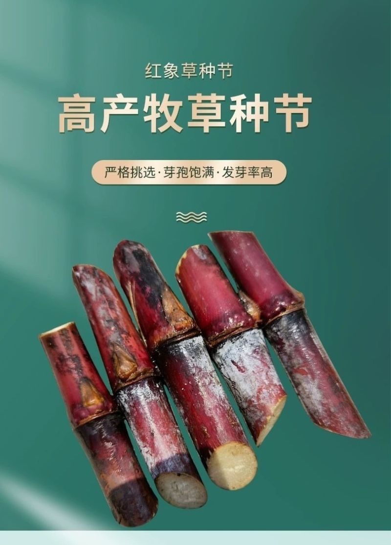 高产红象草种节巴西紫色草四季生猪牛羊鸡鸭鹅鱼兔青草草料