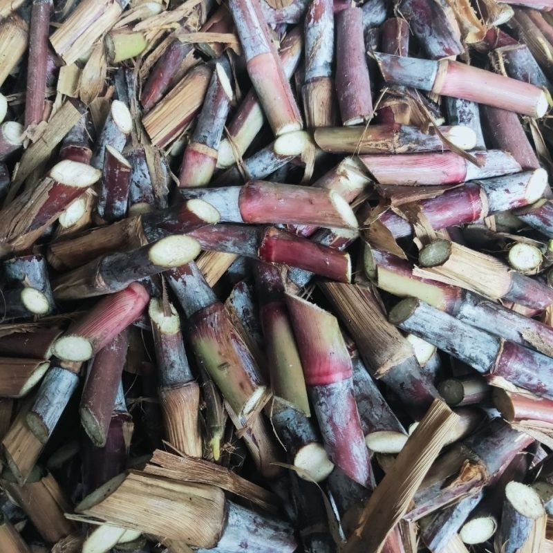 高产红象草种节巴西紫色草四季生猪牛羊鸡鸭鹅鱼兔青草草料