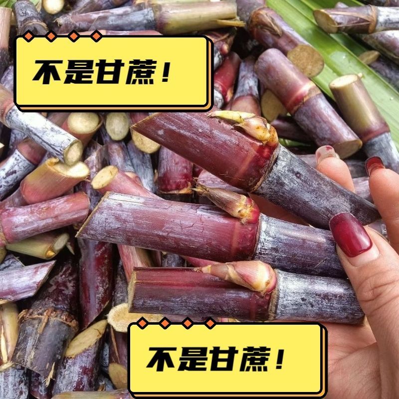 高产红象草种节巴西紫色草四季生猪牛羊鸡鸭鹅鱼兔青草草料