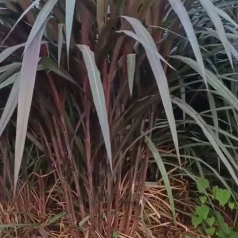 高产红象草种节巴西紫色草四季生猪牛羊鸡鸭鹅鱼兔青草草料