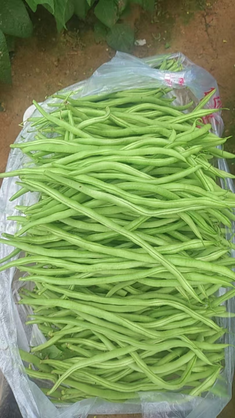推荐新鲜豆角豆角上市了货源充足量大从优欢迎联系