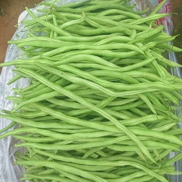 推荐新鲜豆角豆角上市了货源充足量大从优欢迎联系