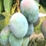 芒果/凯特芒/四川攀枝花米易县凯特芒芒果基地大量上市