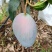 芒果/凯特芒/四川攀枝花米易县凯特芒芒果基地大量上市